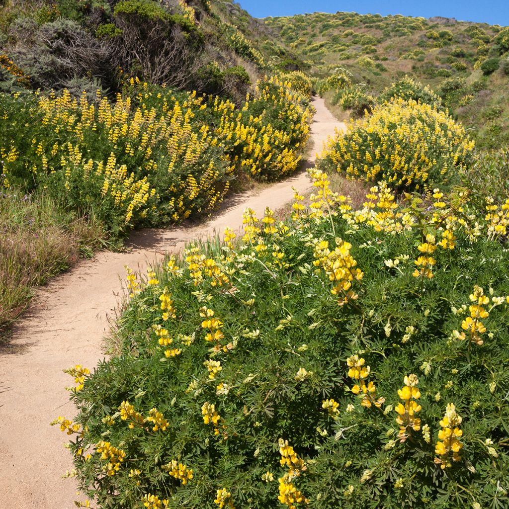 Lupin arborescent - Lupinus arboreus