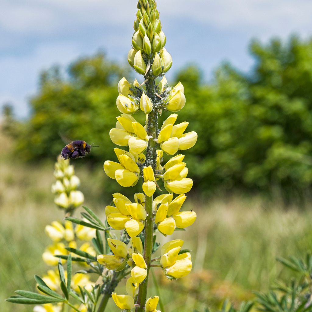 Lupin arborescent - Lupinus arboreus