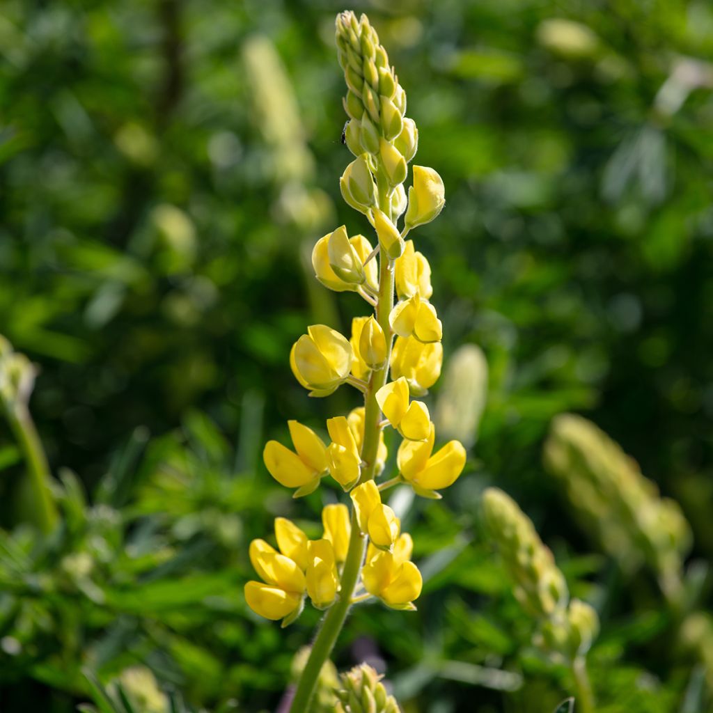 Lupin arborescent - Lupinus arboreus