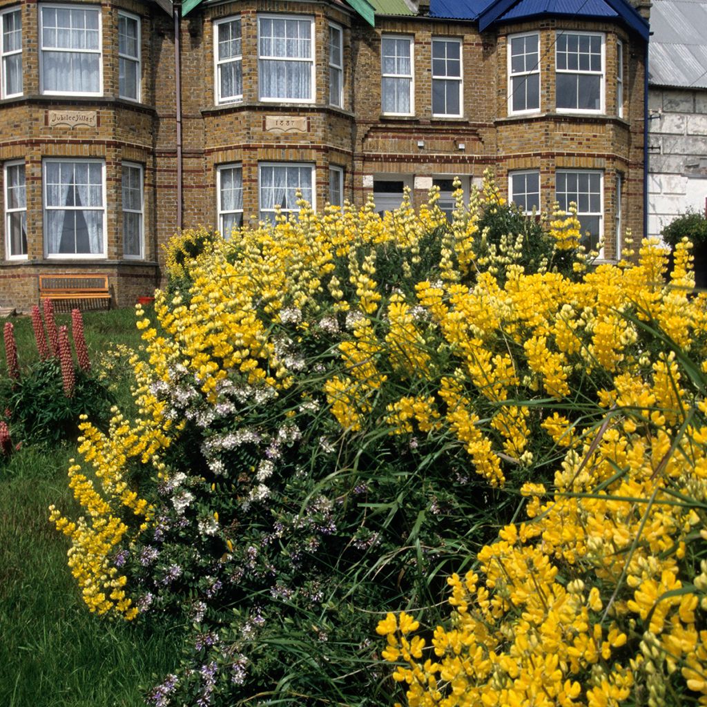 Lupin arborescent - Lupinus arboreus