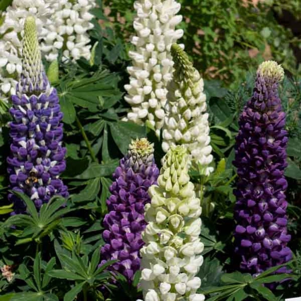 Lupin Gallery Blue