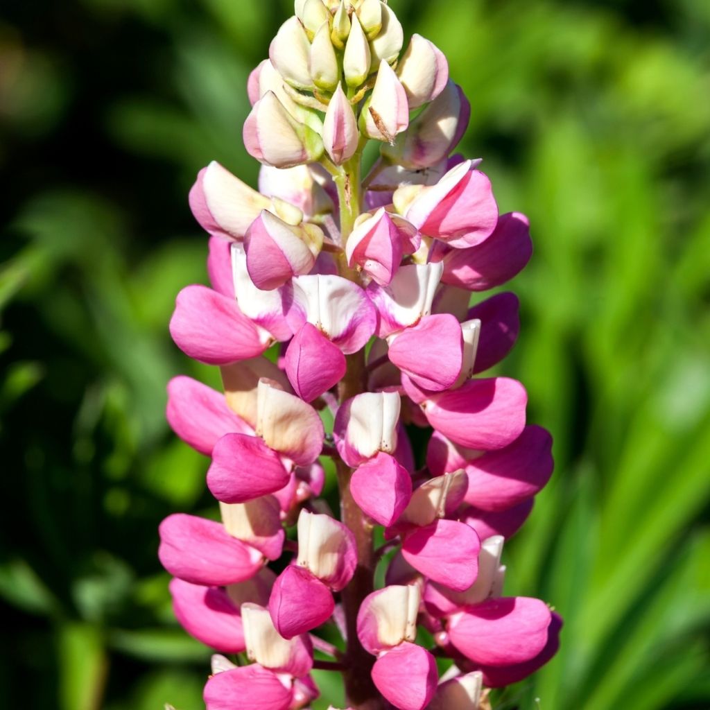 Lupin La Chatelaine rose