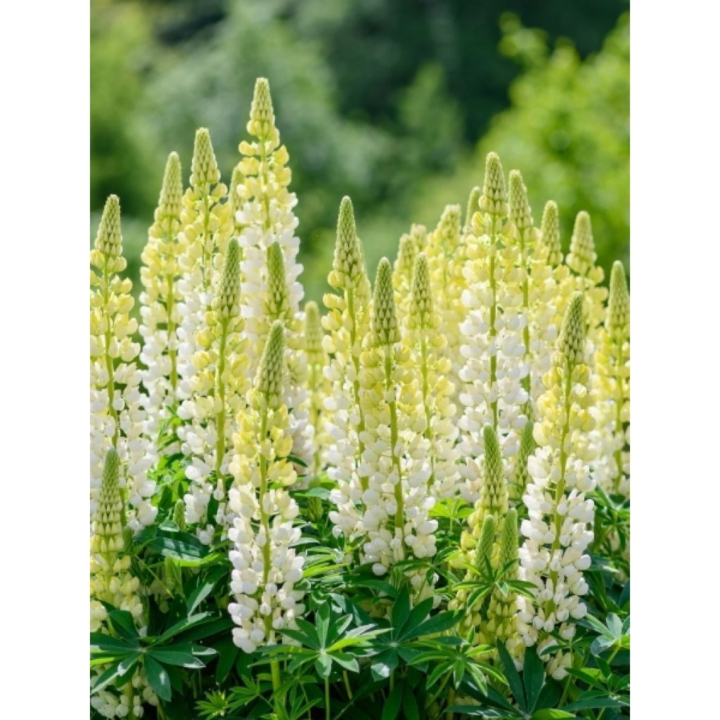 Lupin La Demoiselle (Noble Maiden) blanc