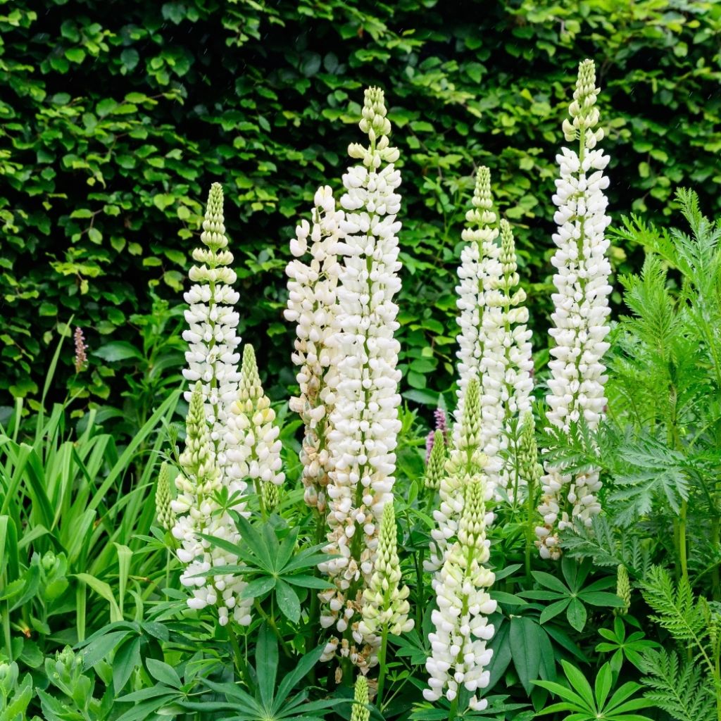 Lupin La Demoiselle (Noble Maiden) blanc
