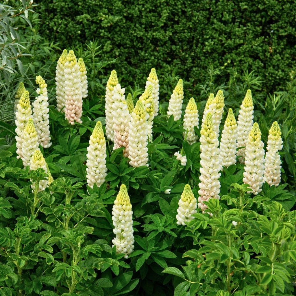 Lupin La Demoiselle (Noble Maiden) blanc