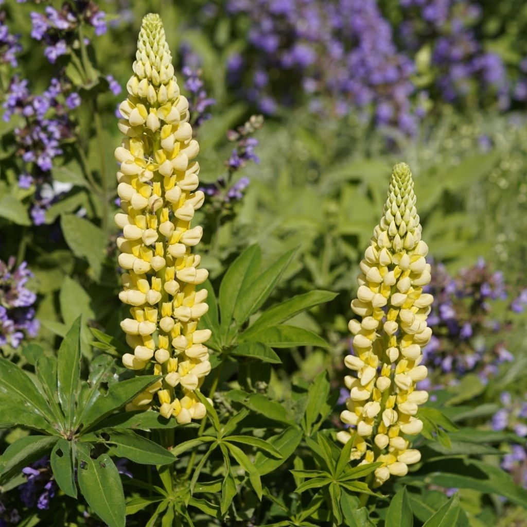 Lupin Le Chandelier jaune