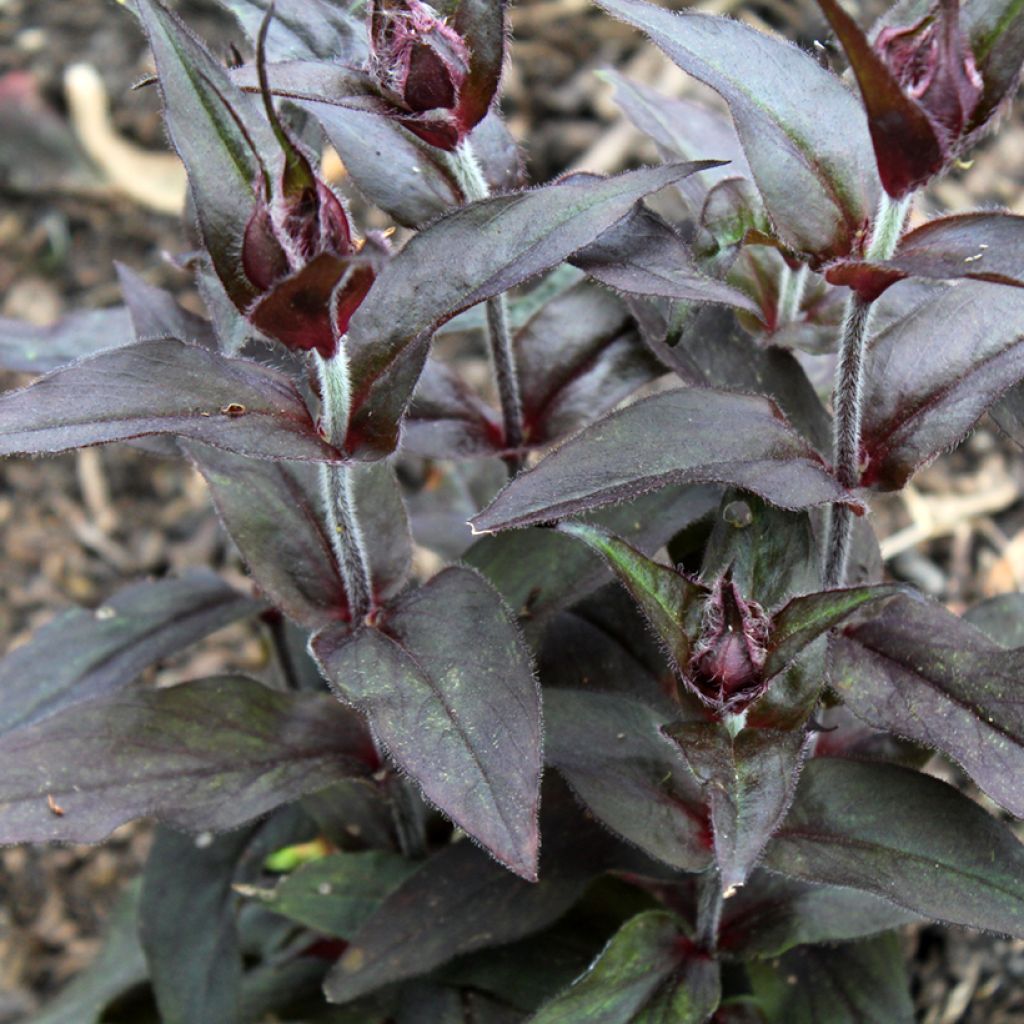 Lychnis Arkwrightii Vesuvius