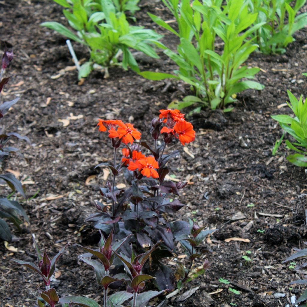 Lychnis Arkwrightii Vesuvius
