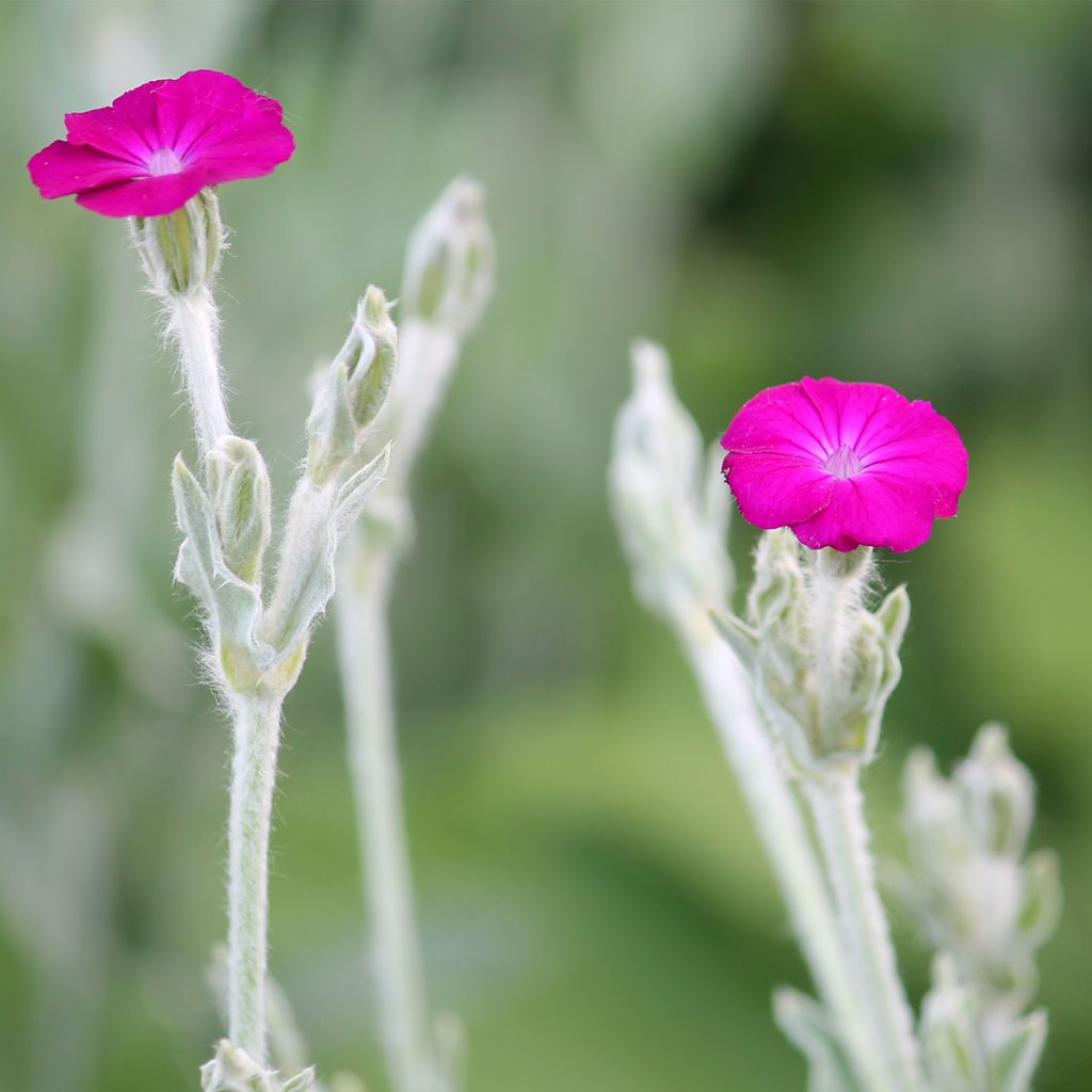 Lychnis coronaria - Coquelourde des Jardins