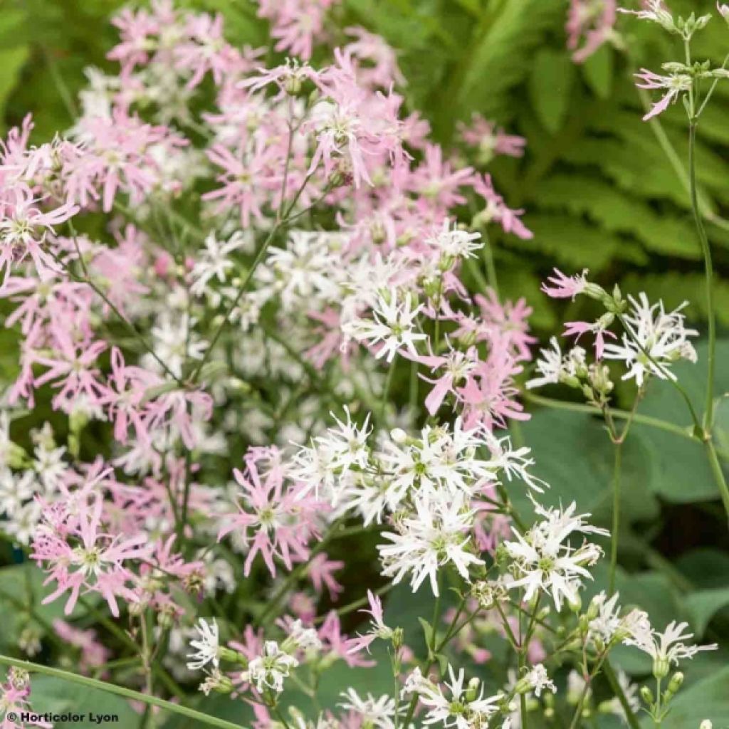 Lychnis flos-cuculi - illet des près