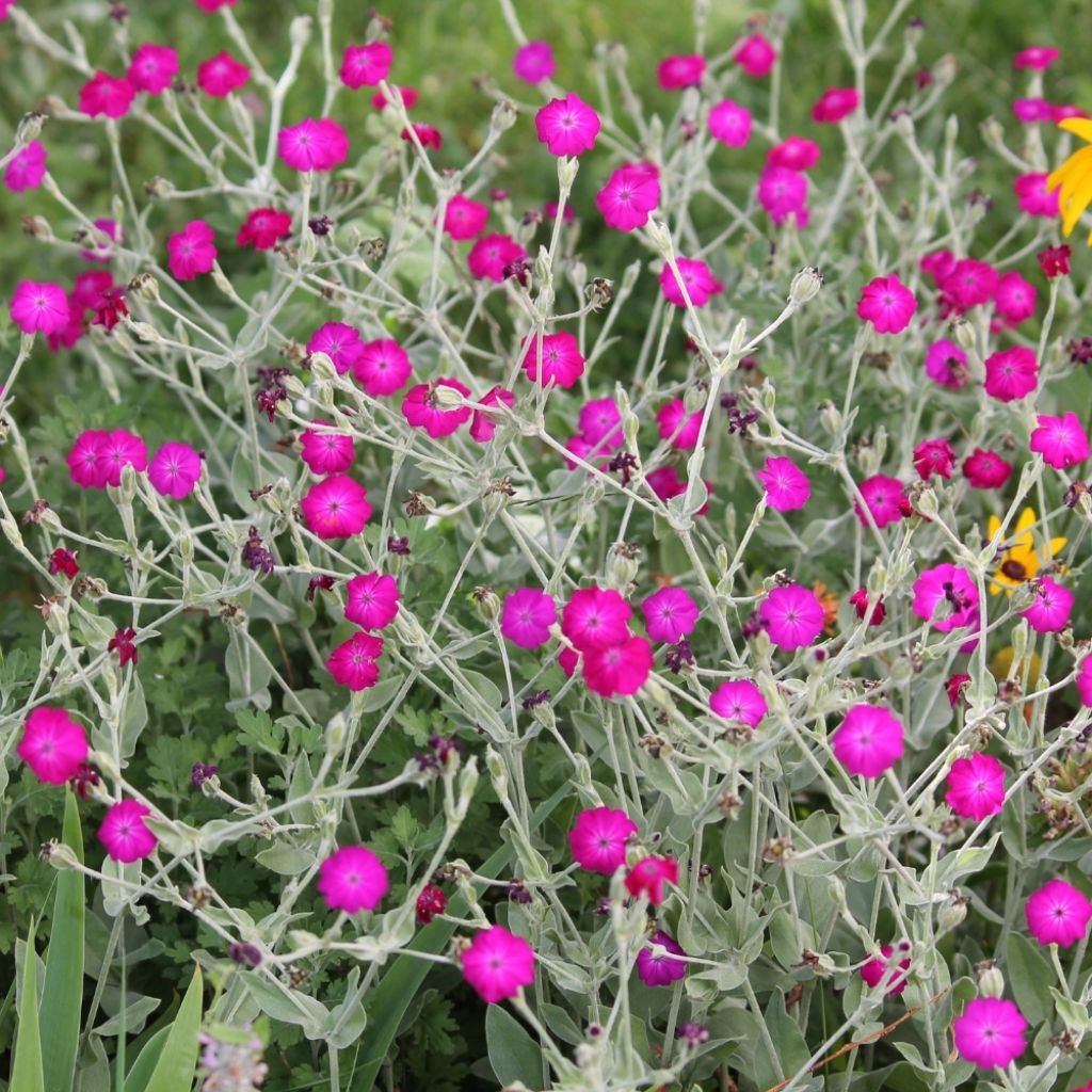 Lychnis coronaria - Coquelourde des Jardins