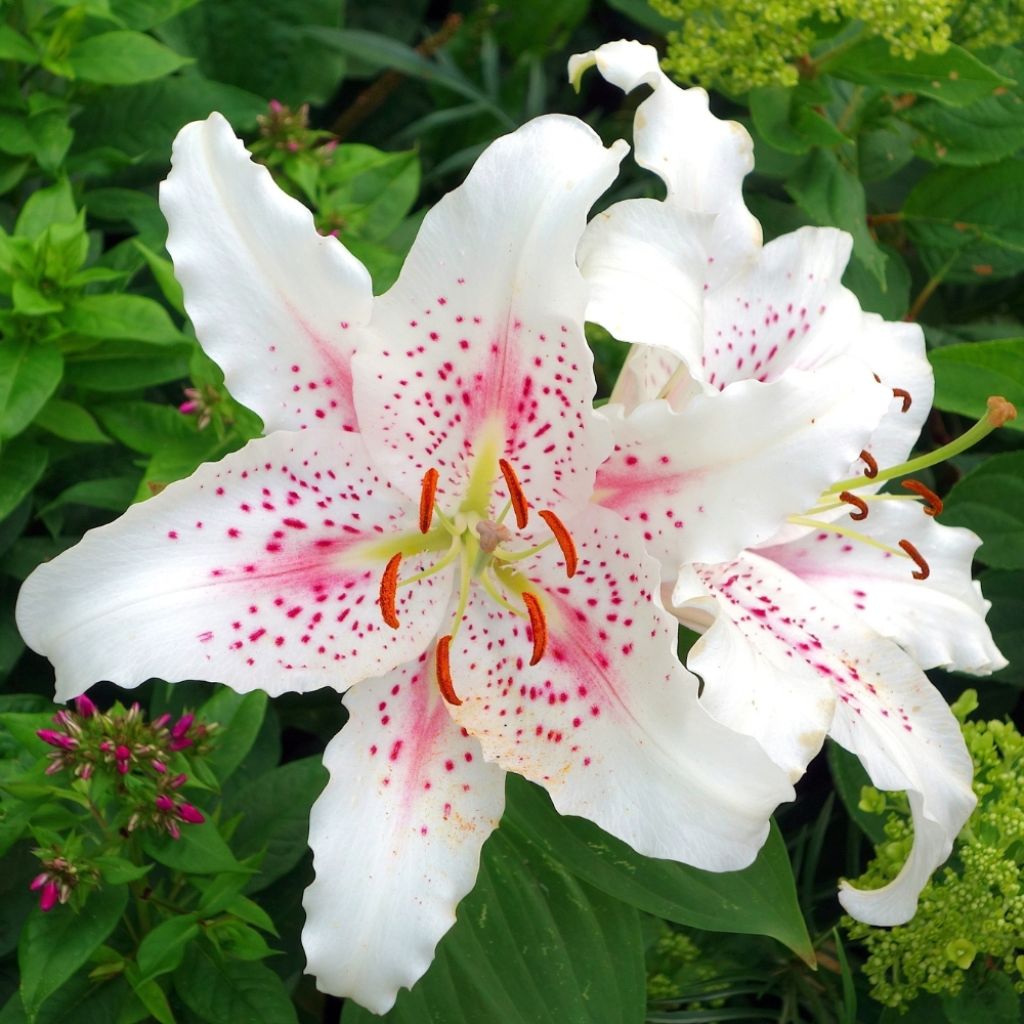 Lis trompette - Lilium Muscadet