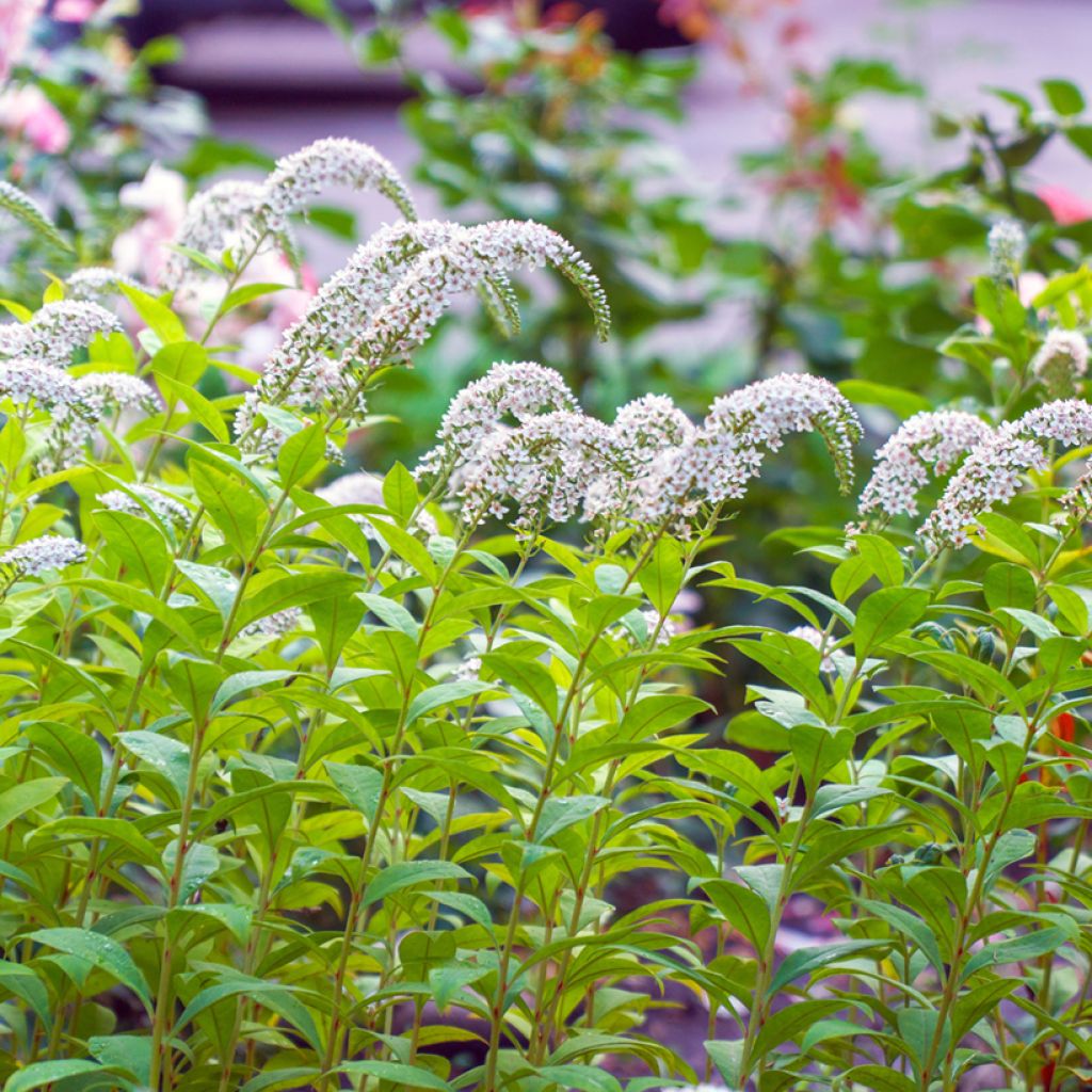 Lysimachia clethroïdes - Lysimaque de chine