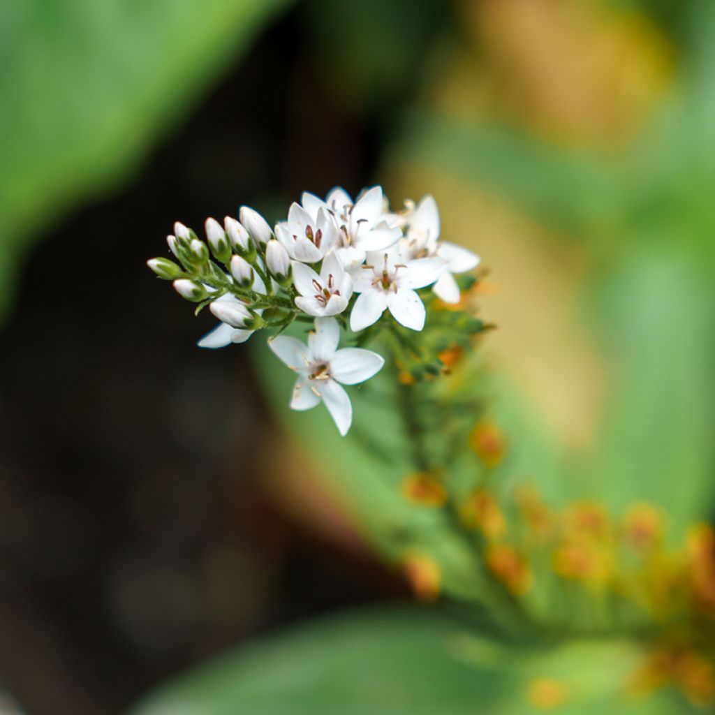 Lysimachia clethroïdes - Lysimaque de chine