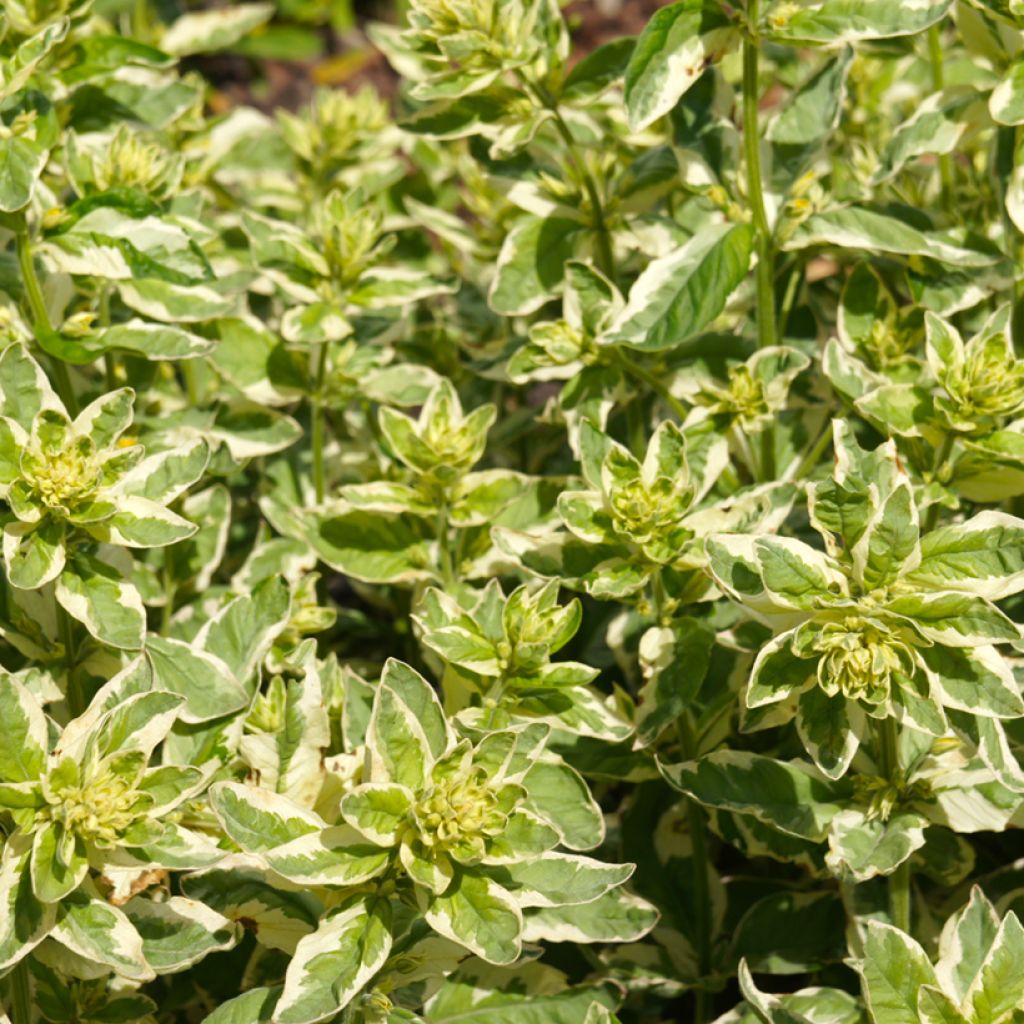 Lysimachia punctata Alexander - Lysimaque panachée