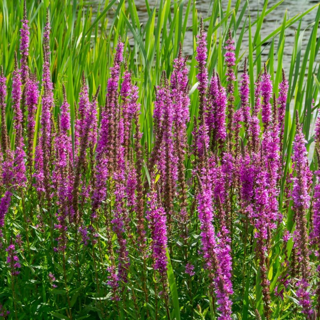Lythrum salicaria - Salicaire