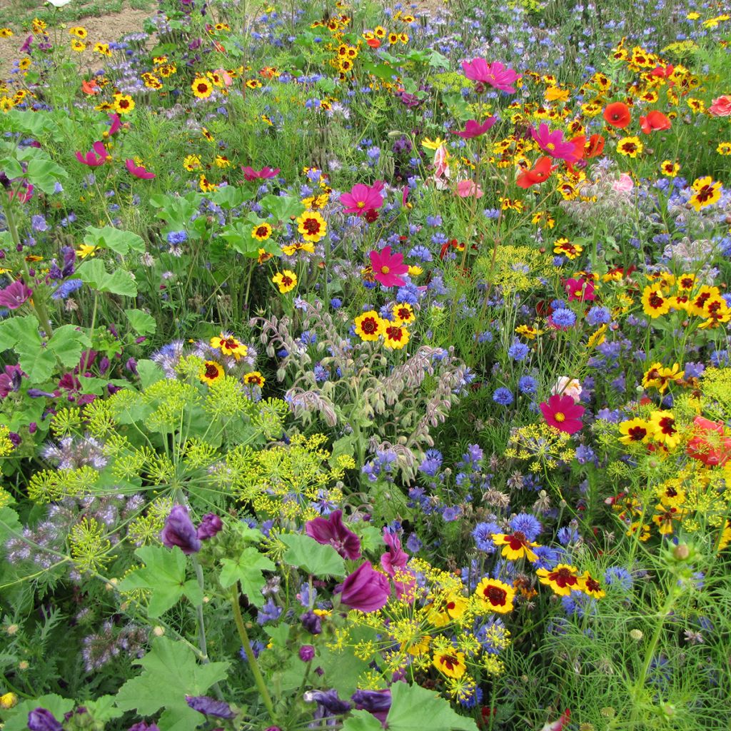 Mélange de fleurs mellifères et durables Miel et Papillons 