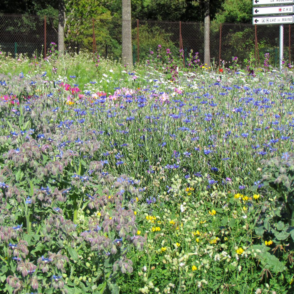Mélange de fleurs sauvages pour nourrir les abeilles