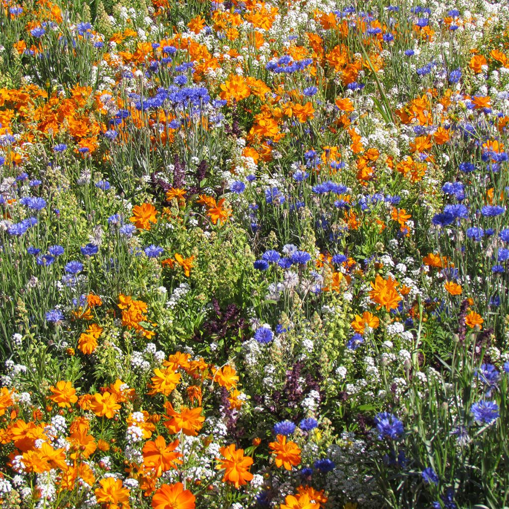 Mélange de fleurs mellifères basses pour bordures, massifs et balcons