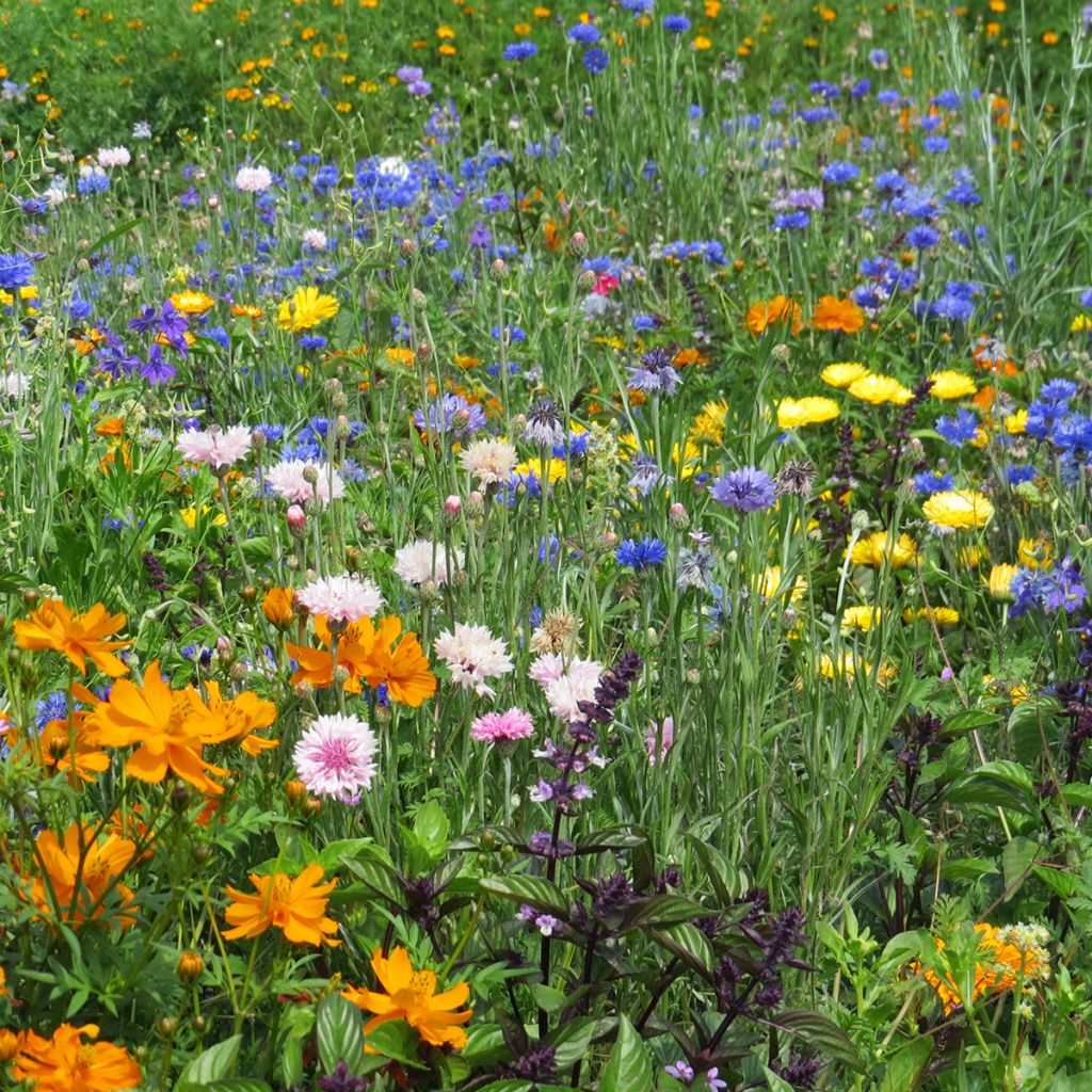 Mélange de fleurs mellifères basses pour bordures, massifs et balcons