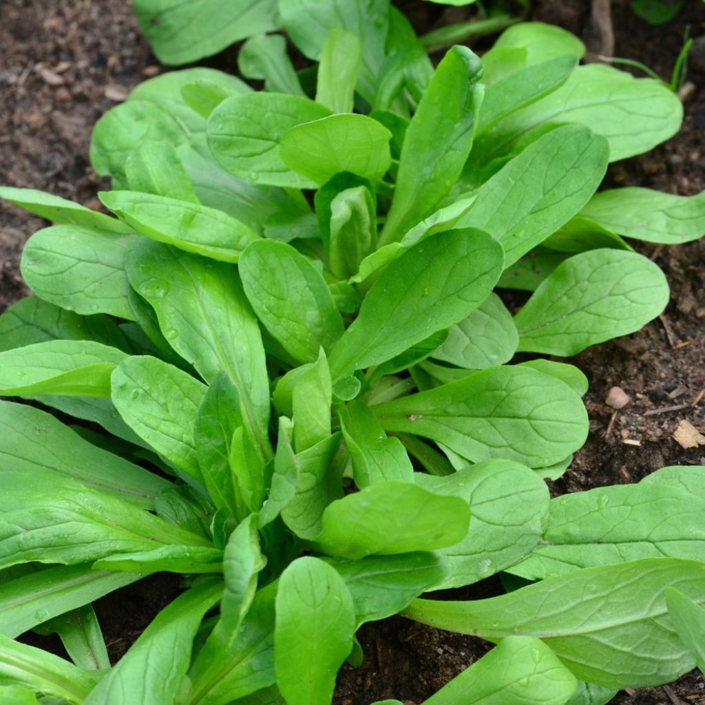 Mâche à Grosse Graine - Vilmorin
