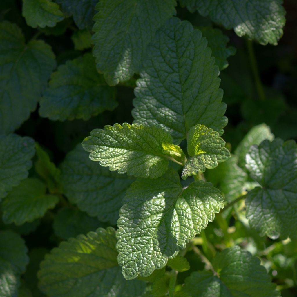 Mélisse citronnelle Bio Graines