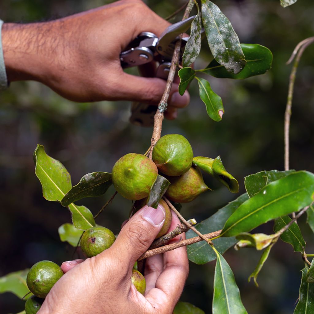 Macadamia integrifolia - Noix de Macadamia