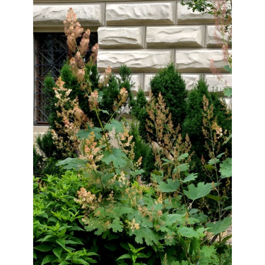 Macleaya microcarpa Kelway's Coral Plume - Bocconie