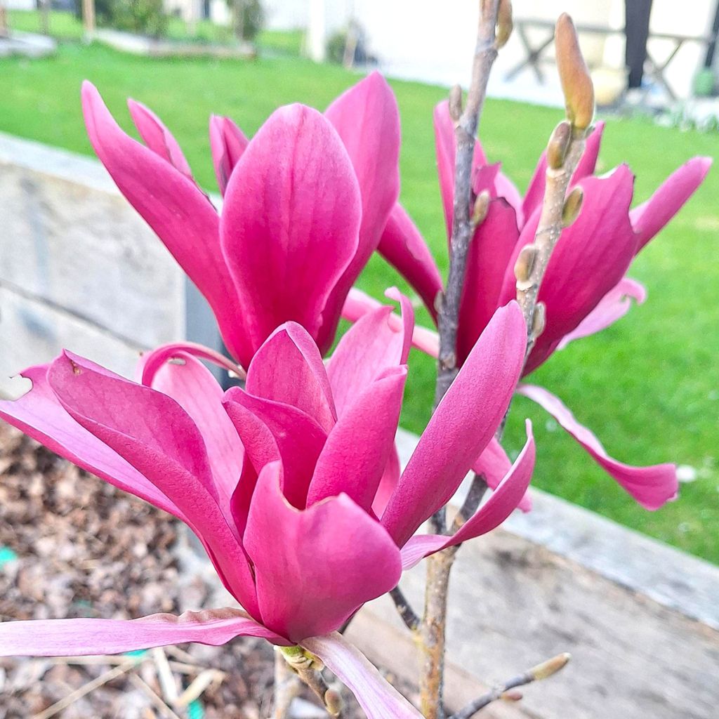 Magnolia Burgundy Star