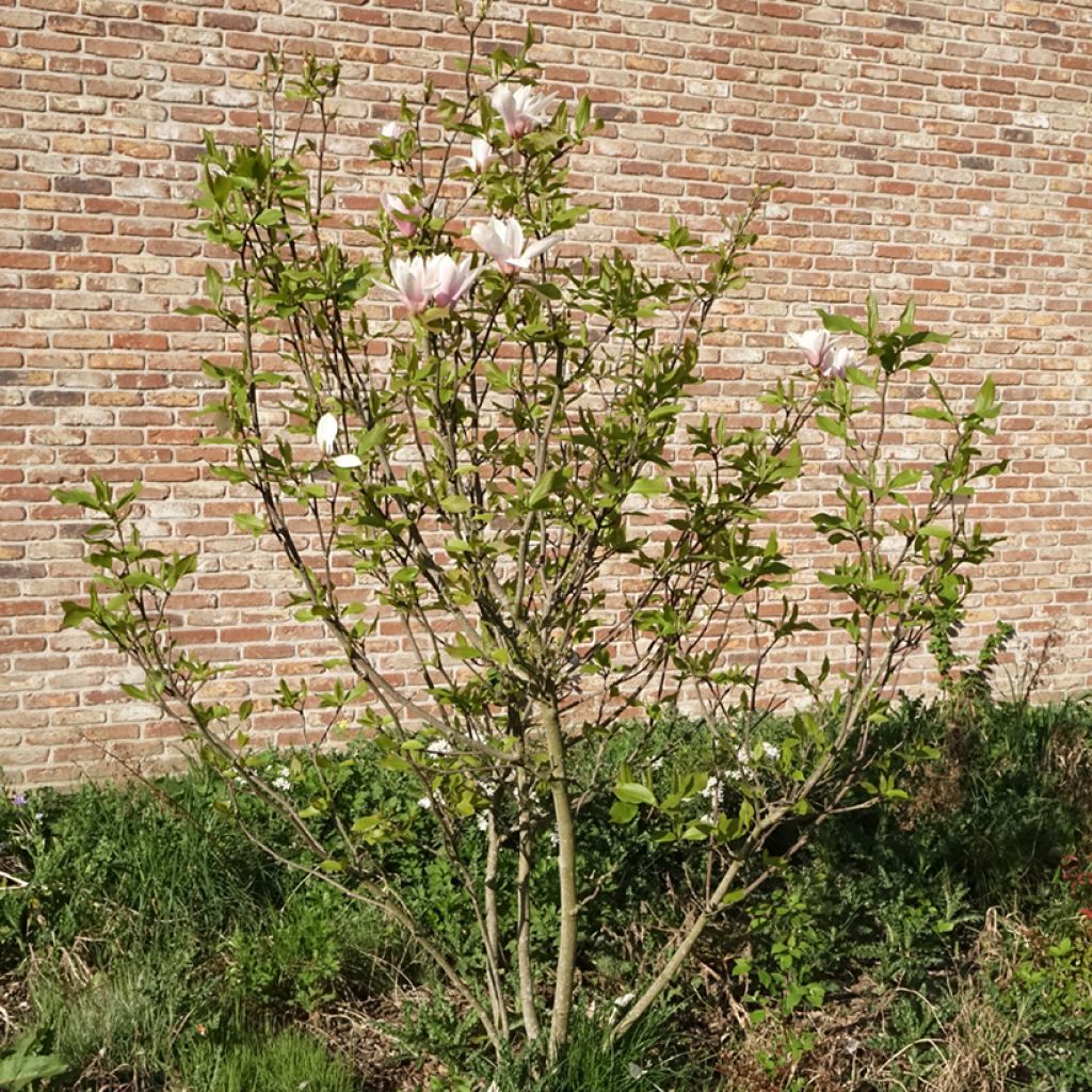 Magnolia Heaven Scent 