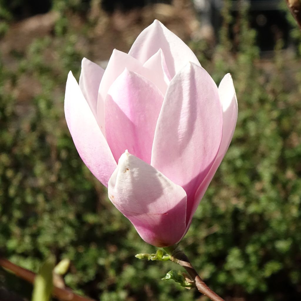 Magnolia - Magnolia x soulangeana Andre Leroy