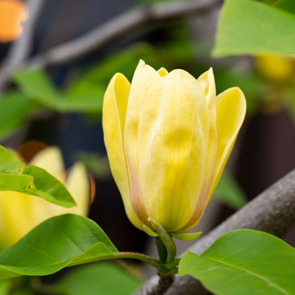 Magnolia Sunspire