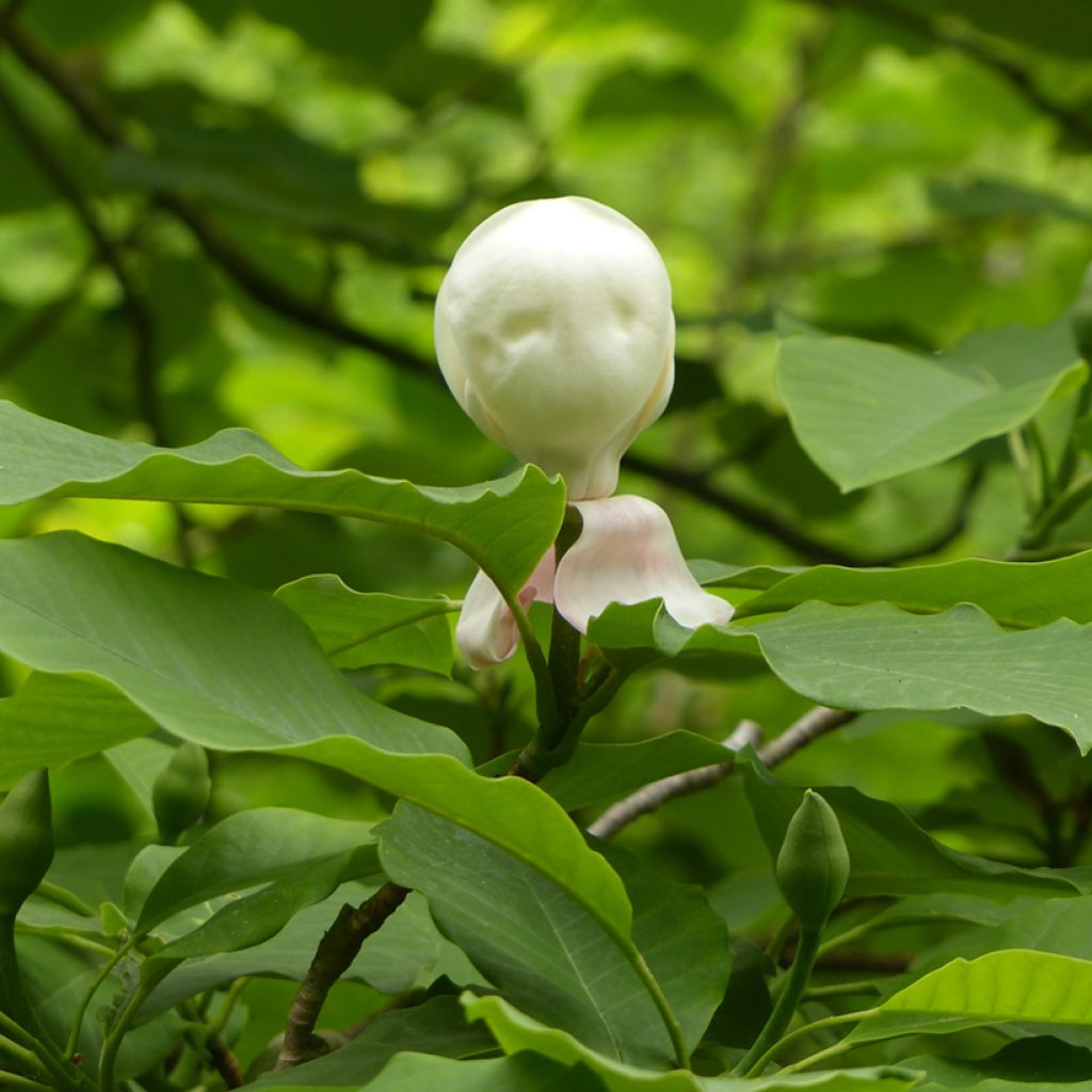 Magnolia hypoleuca (obovata) - Magnolia à grandes feuilles
