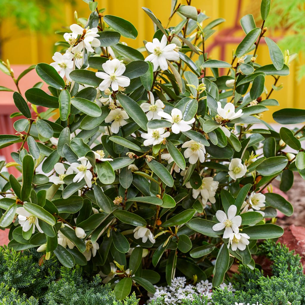 Magnolia laevifolia Miniatura - Michelia yunnanensis