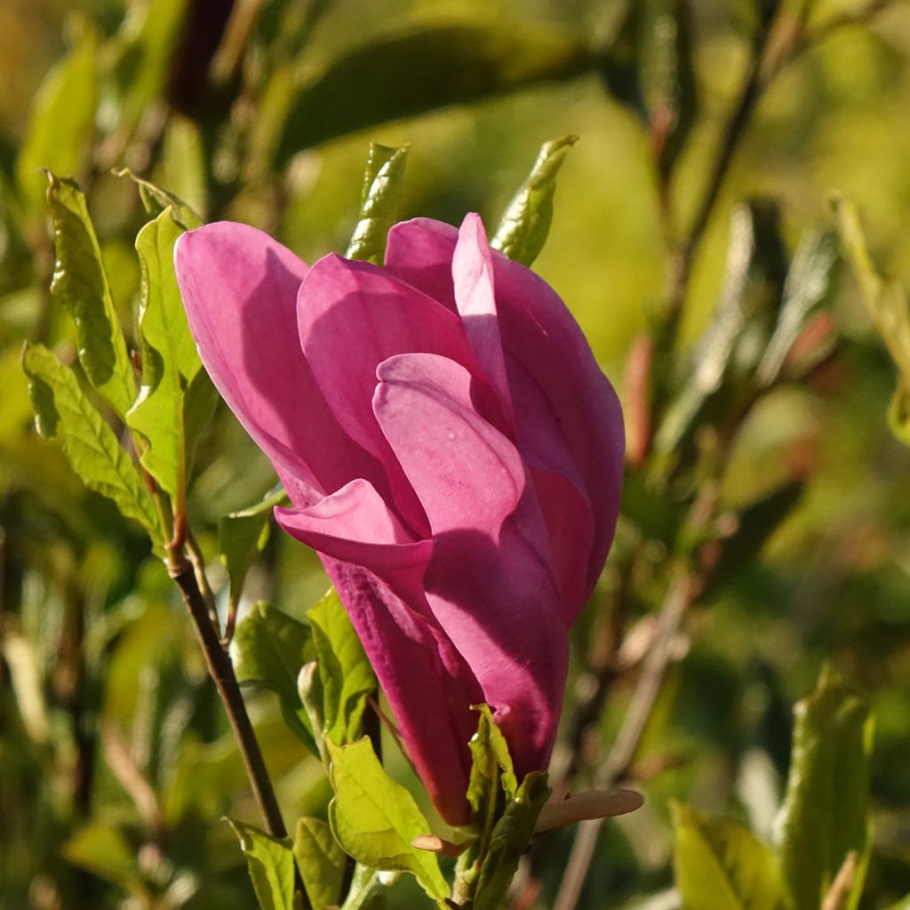 Magnolia liliflora Nigra