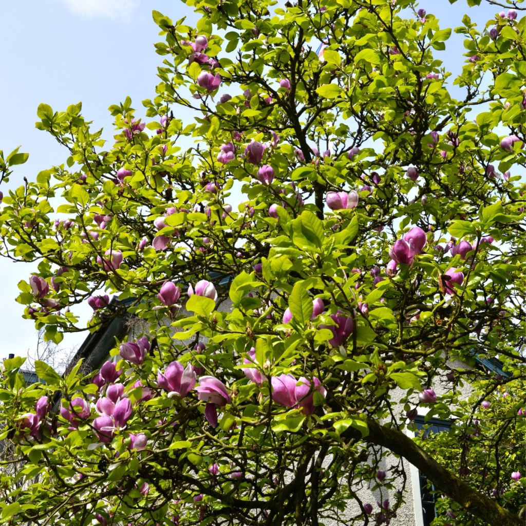 Magnolia greffé Shirazz