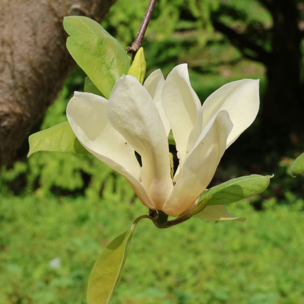 Magnolia Yellow Lantern