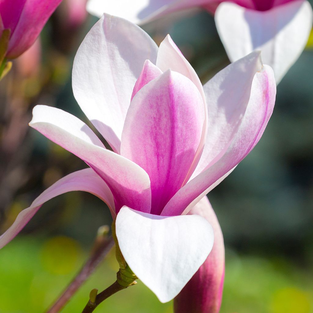 Magnolia - Magnolia x soulangeana Andre Leroy