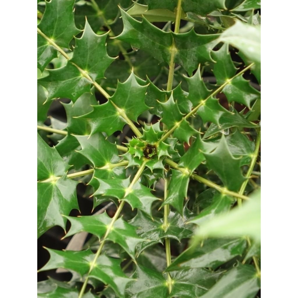 Mahonia (x) media Charity