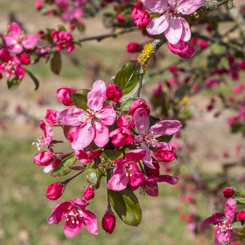 Pommier d'ornement - Malus Eleyi