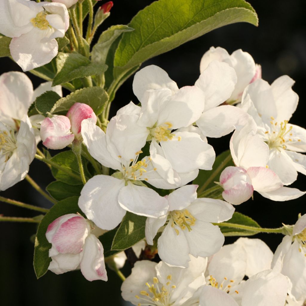 Pommier d'ornement POM'ZAI - Malus