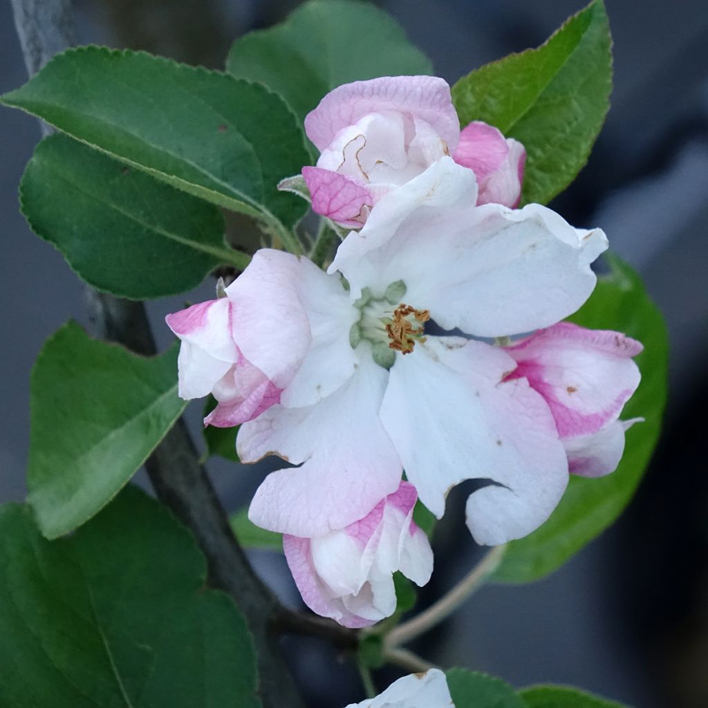 Pommier Golden Noble