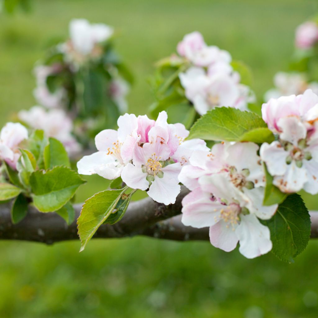 Pommier Bramley's Seedling