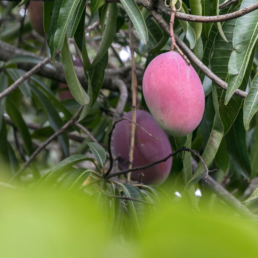 Manguier Irwin - Mangifera indica