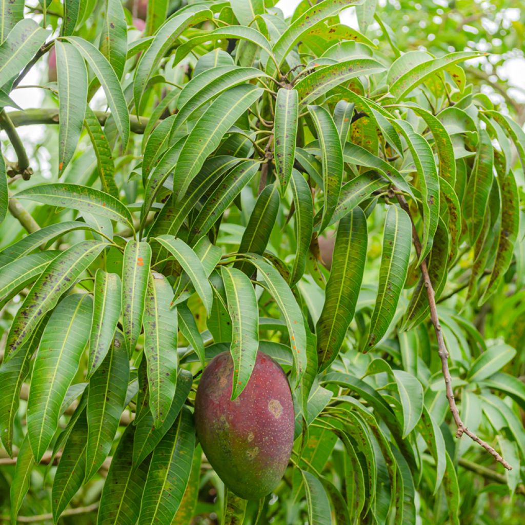 Manguier Irwin - Mangifera indica