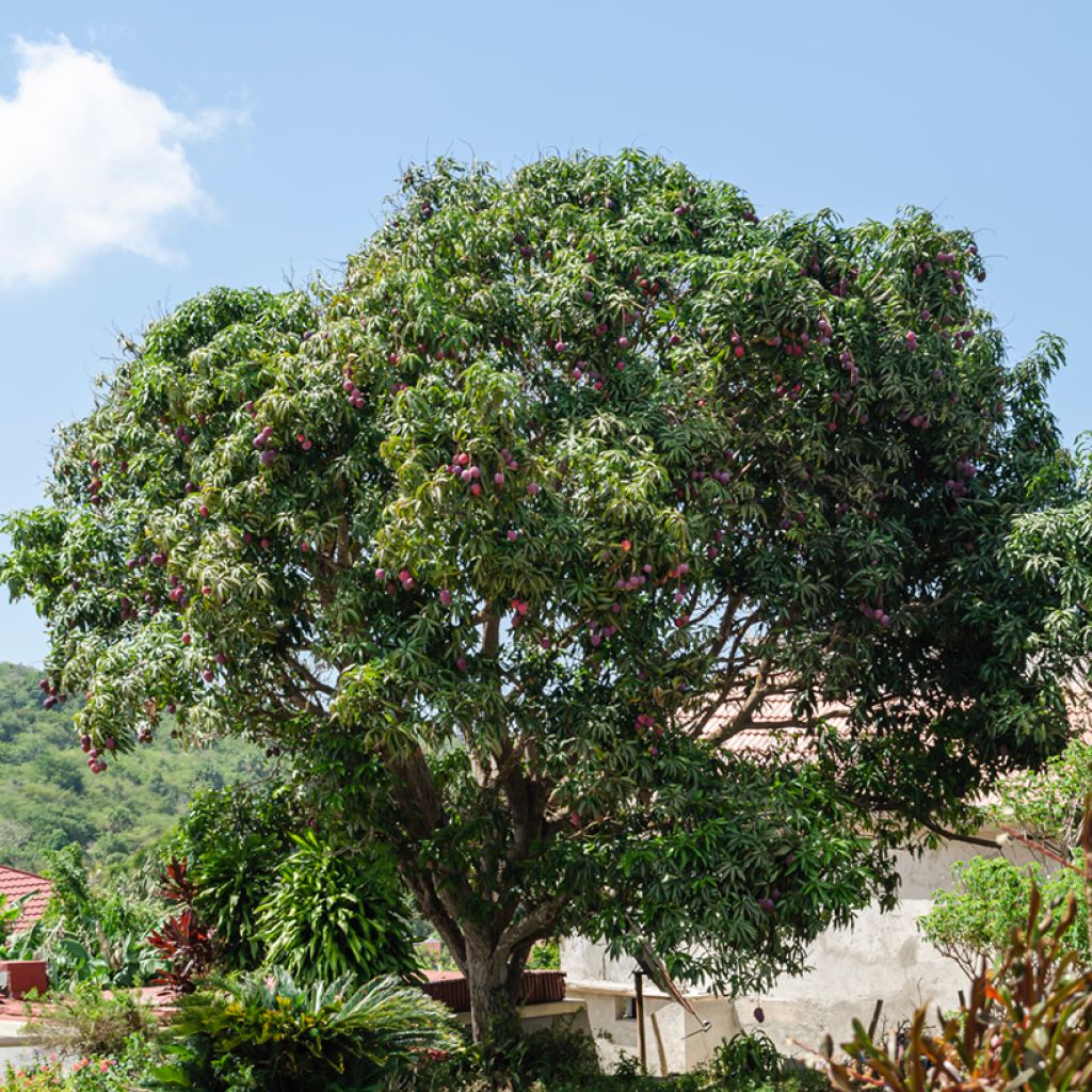 Manguier Irwin - Mangifera indica