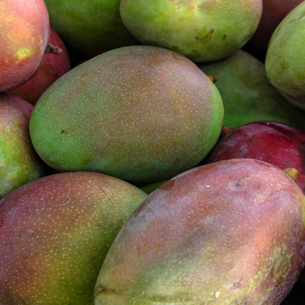 Manguier Keitt - Mangifera indica