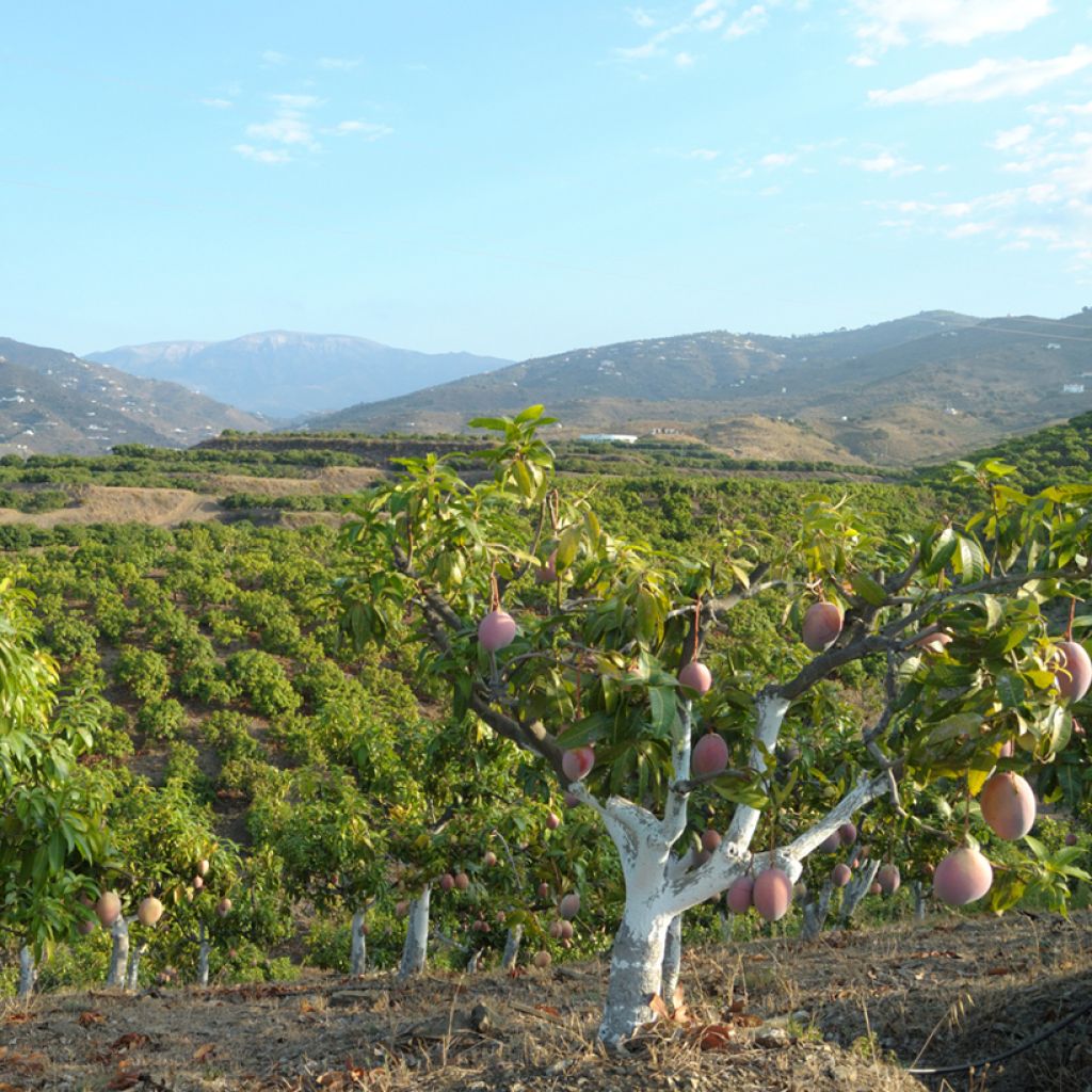 Manguier Osteen - Mangifera indica