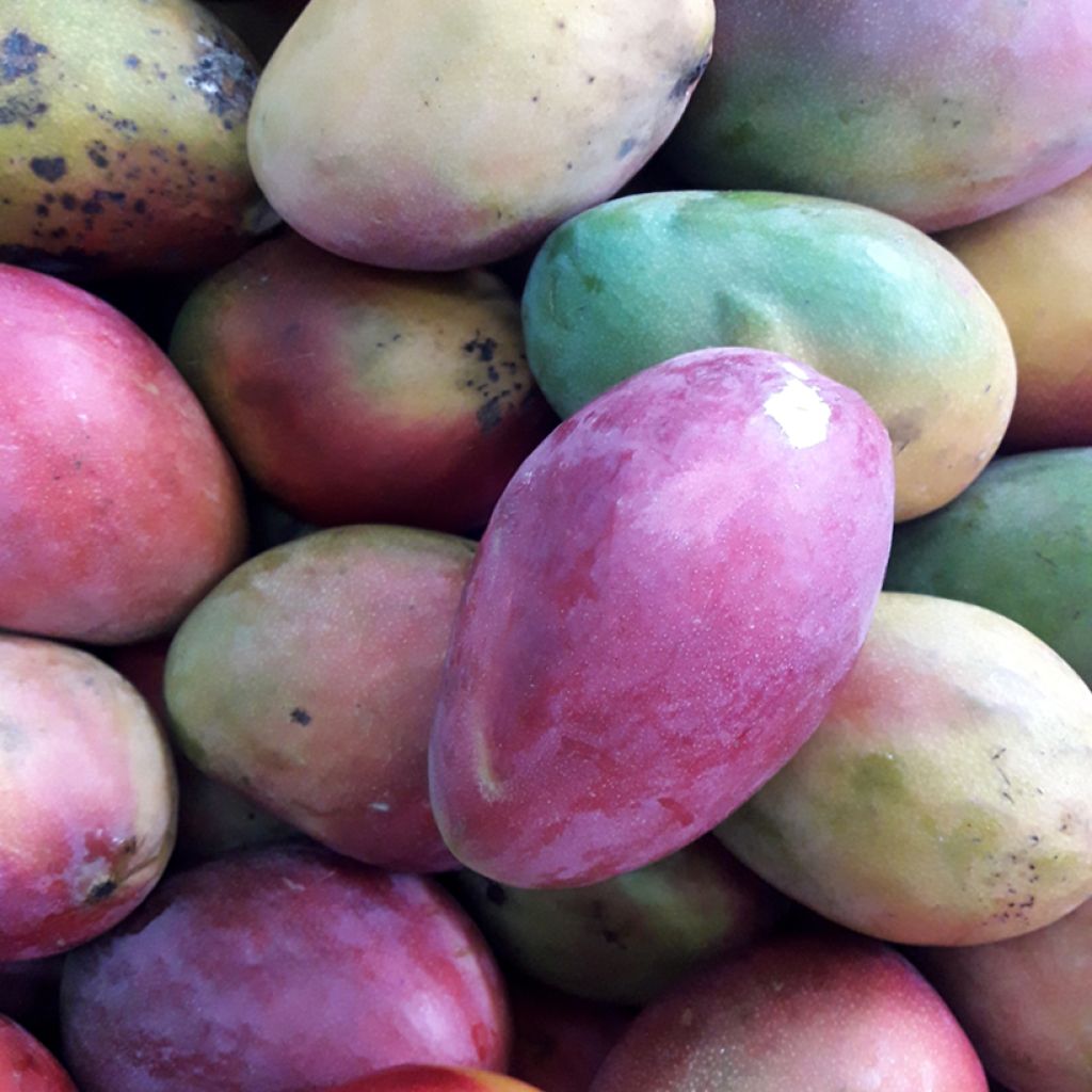Manguier Palmer - Mangifera indica