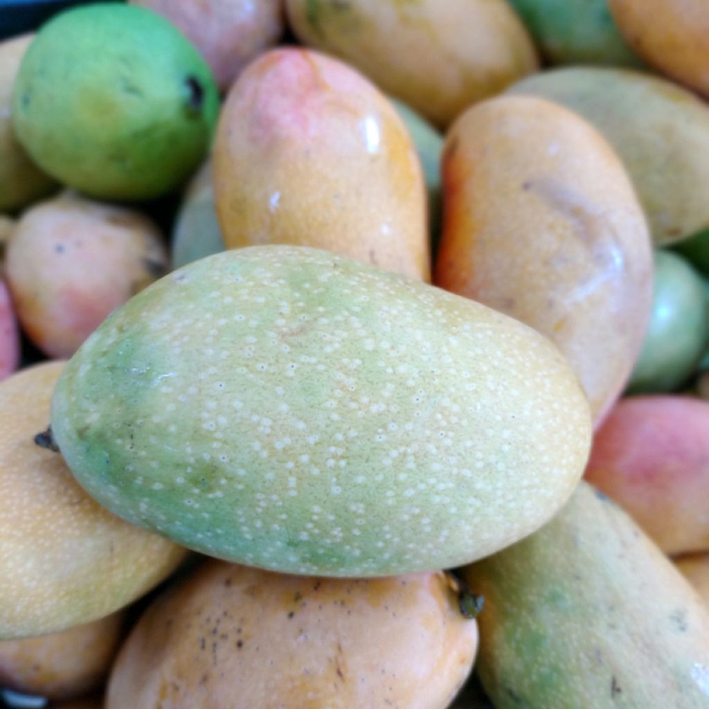 Manguier Palmer - Mangifera indica